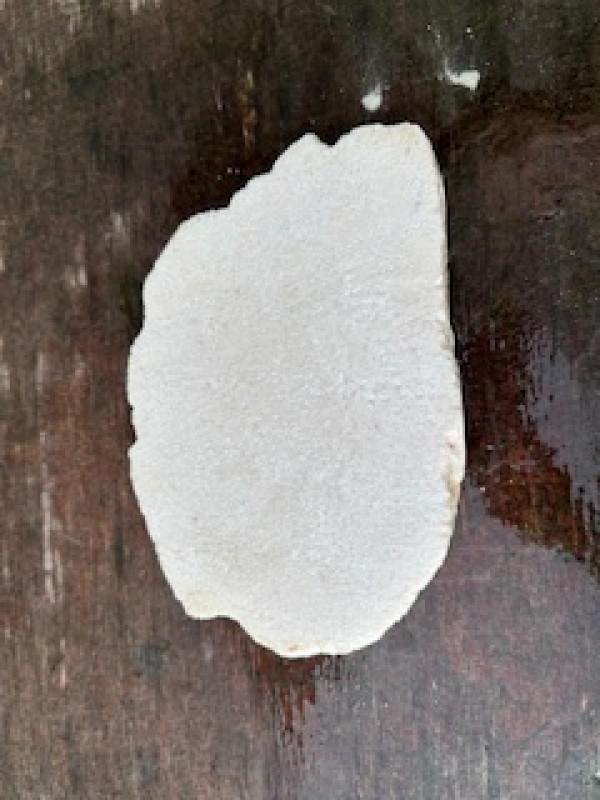 Speckstein; Scheibe; Brasilien; wei�; 3,430 kg